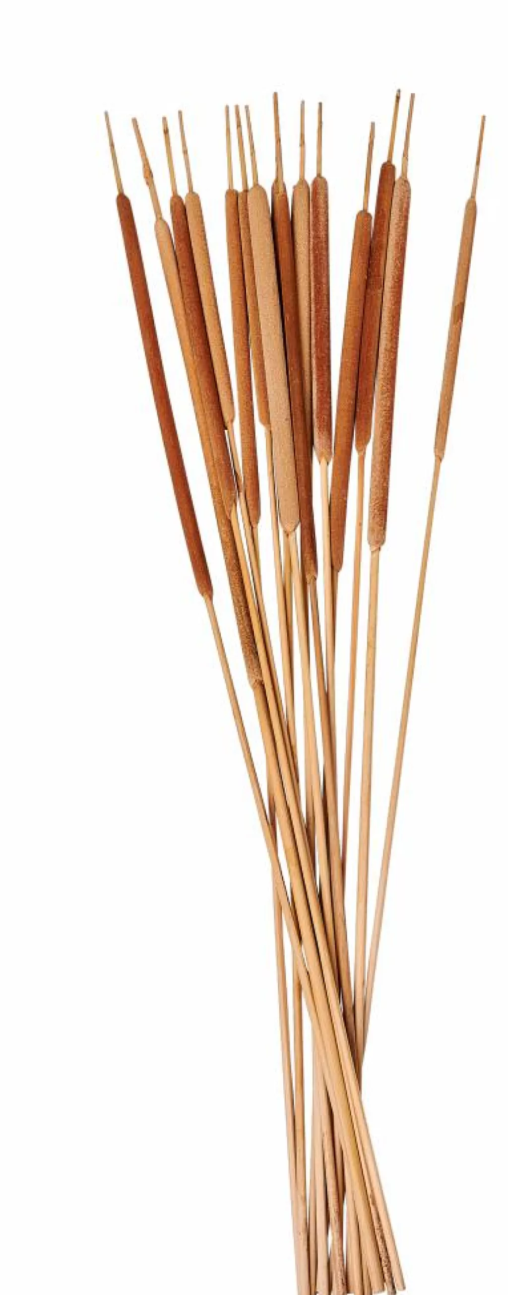 Discount AFRIKA Florero Natural Floreros
