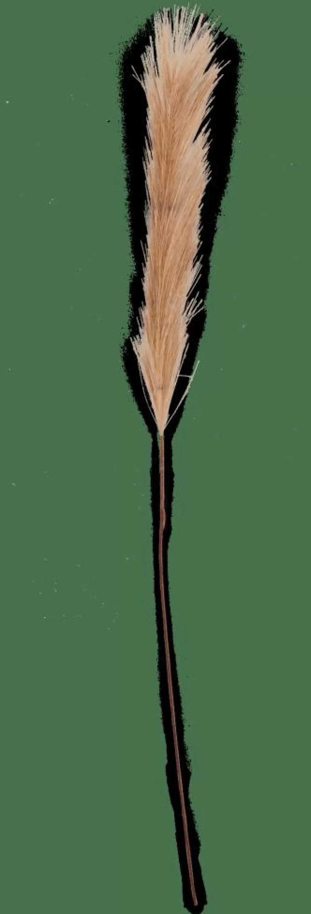Store PLUME Plumas Decorativas Marrón Ramos Artificiales