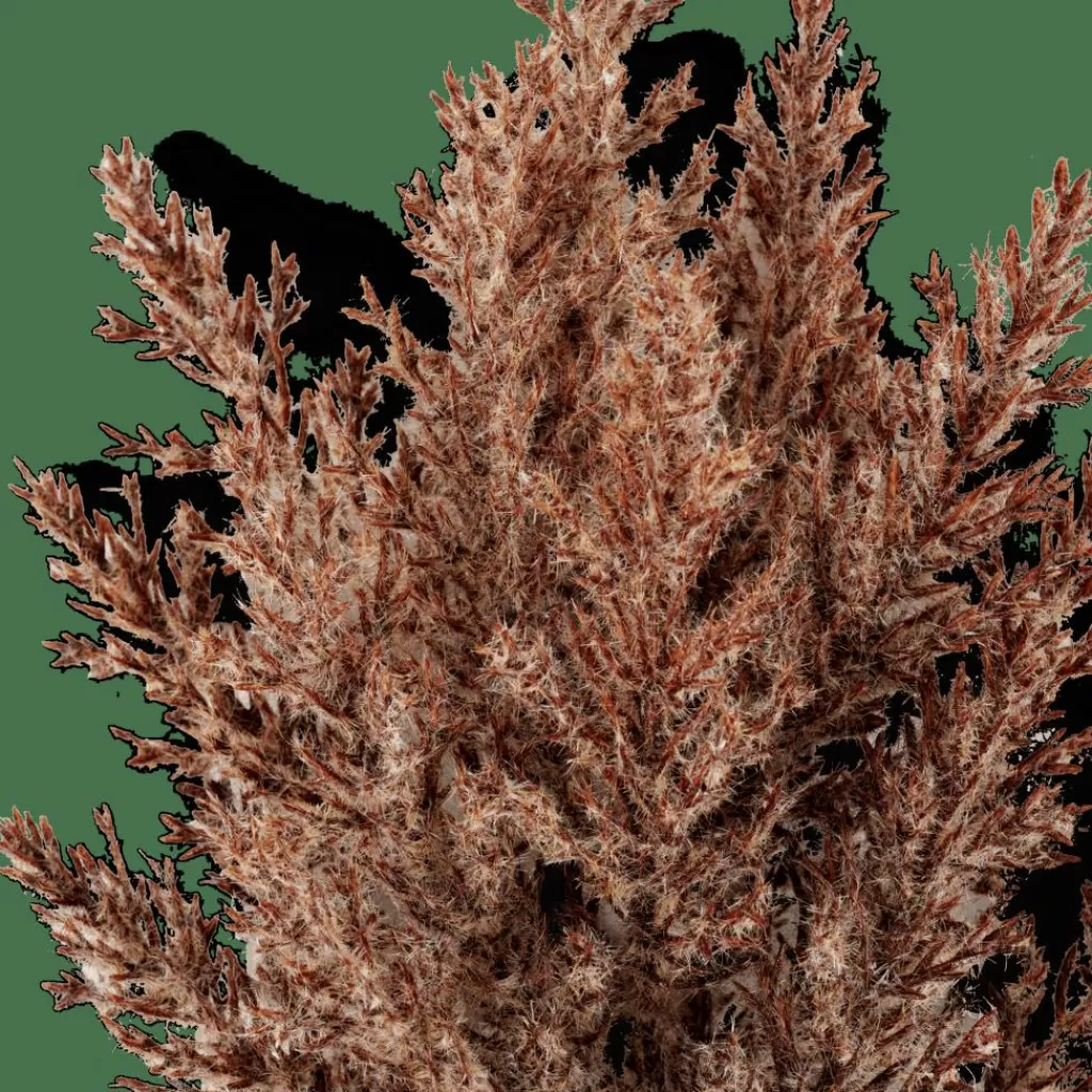 Cheap PLUME Tallo De Pluma Marrón Ramos Artificiales