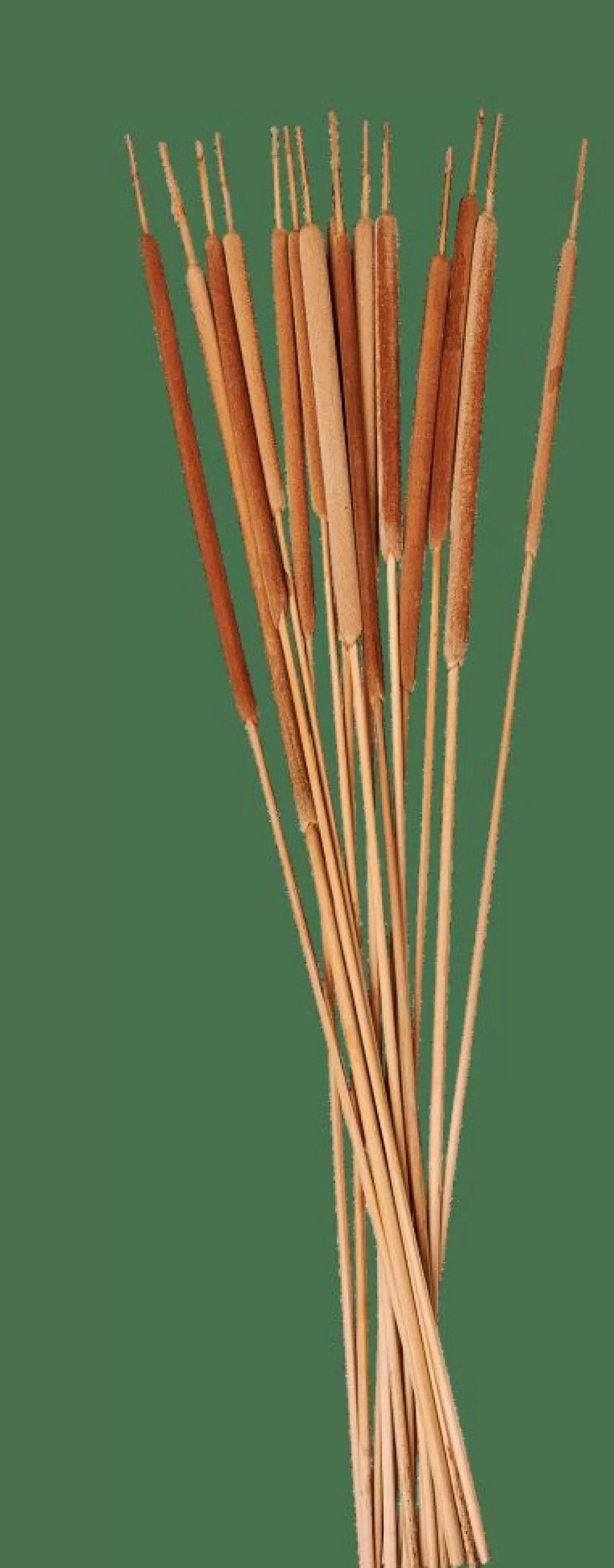 Online TYPHA Cañas Juego De 15 Natural Ramos Artificiales | Flores Artificiales